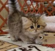 ペルシャ(チンチラ)【茨城県・女の子・2015年4月25日・チンチラゴールデン】の写真2