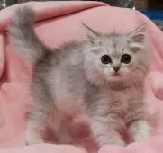 ペルシャ(チンチラ)【茨城県・男の子・2021年4月25日・チンチラシルバー】の写真2