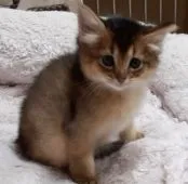 ソマリ【茨城県・女の子・2020年4月5日・ルデイ】の写真2