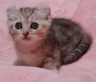 キンカロー【茨城県・女の子・2021年5月21日・シルバータビー】の写真2