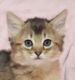 ソマリ【茨城県・女の子・2024年9月13日・】の写真3
