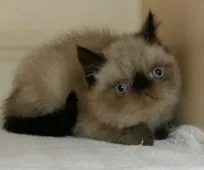 エキゾチックショートヘア【茨城県・男の子・2016年10月8日・シールポイント】の写真3