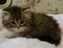 ミヌエット【茨城県・男の子・2017年7月27日・ブラウンタビー又はチンチラゴールデン】の写真4