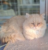 ミヌエット【・男の子・2022年7月9日・レッドタビー】