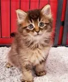 マンチカン×ソマリ【茨城県・男の子・2023年5月5日・ブラウン】の写真4