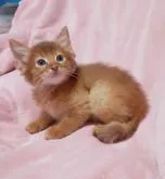 ソマリ【茨城県・男の子・2022年7月25日・レッド】の写真4