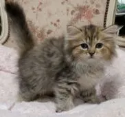 ミヌエット【茨城県・女の子・2019年6月13日・ブラウンパッチドタビー】の写真5