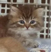 ミヌエット【茨城県・男の子・2017年7月27日・ブラウンタビー又はチンチラゴールデン】の写真5