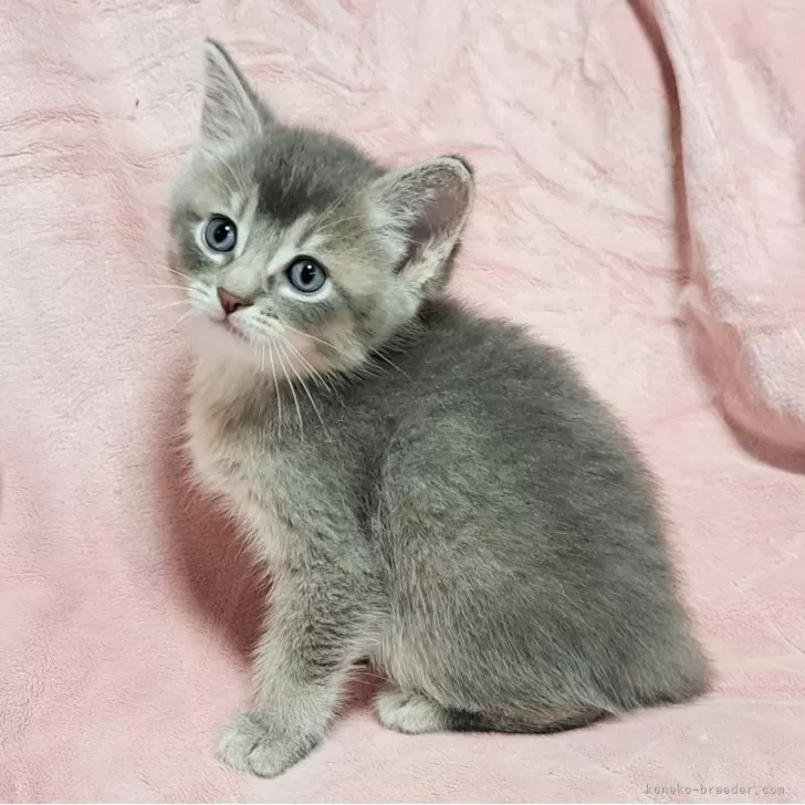 H.A 様のお迎えした子猫