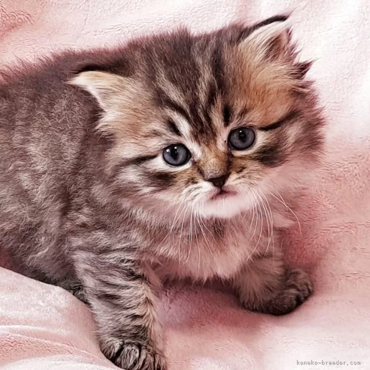 ID：2504-02969の子猫