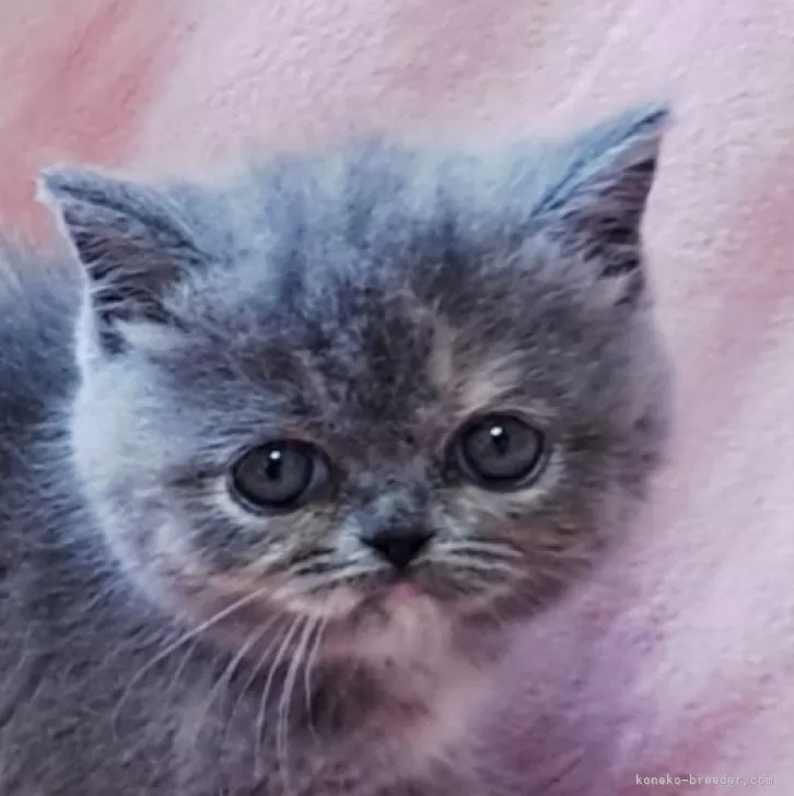 ID：2509-00848の子猫