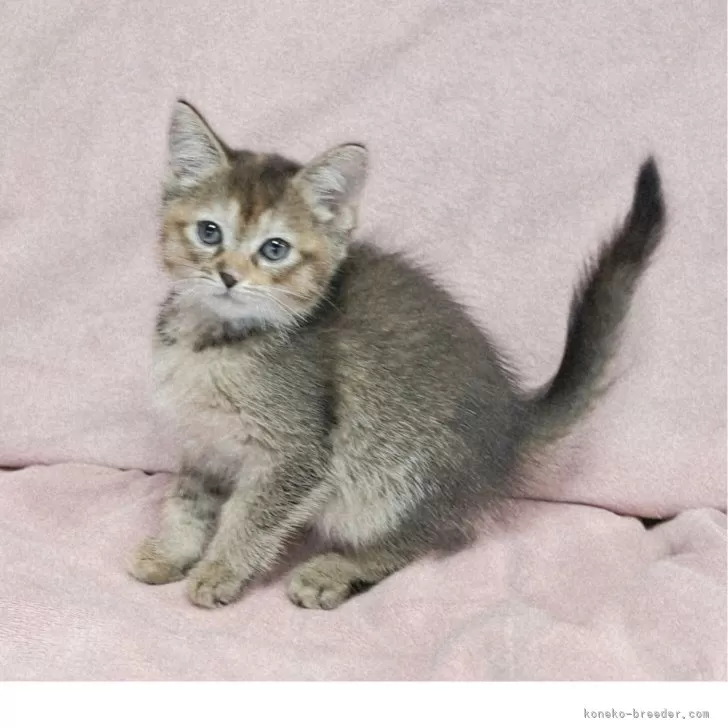 M.N 様のお迎えした子猫