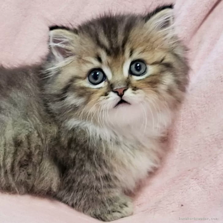 ID：2504-02335の子猫