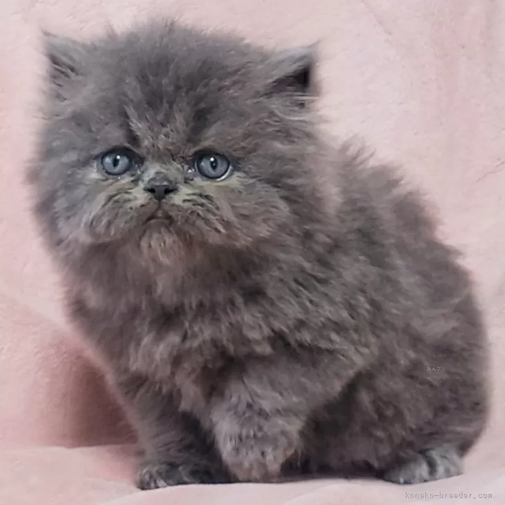 ID：2504-02887の子猫