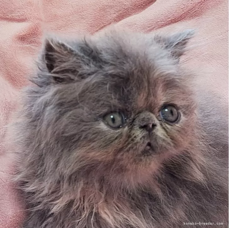 ID：2506-00467の子猫