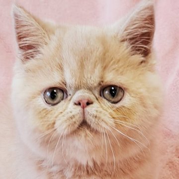 エキゾチックショートヘア【茨城県・女の子・2025年4月18日・クリームタビー】の写真「可愛い💓」