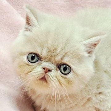 エキゾチックショートヘア【茨城県・男の子・2025年7月19日・クリームタビー】の写真「可愛い💓」