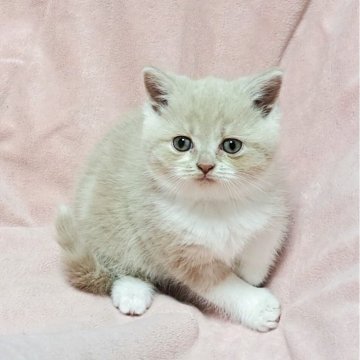 ミヌエット(長足)【茨城県・男の子・2025年10月10日・クリームタビー（ショート）】の写真「愛くるしい🥰元気くん🥰」