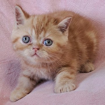 エキゾチックショートヘア【茨城県・男の子・2025年7月3日・レッドタビー】の写真「可愛い💓」