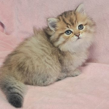 ミヌエット【茨城県・女の子・2025年8月29日・ブラウンパッチドタビー（ロング）】の写真「愛くるしい🥰」