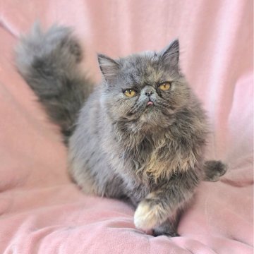 エキゾチックショートヘア【茨城県・女の子・2025年4月18日・ブルーパッチドタビー(ロングコート)】の写真「可愛い💓
甘えん坊さんです🥰」