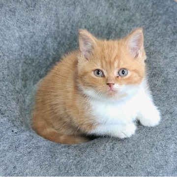 ミヌエット(長足)【茨城県・男の子・2025年10月10日・レッド&ホワイト（ショート）】の写真「愛くるしい🥰元気くん🥰」