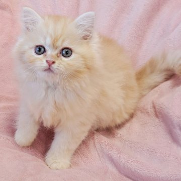 マンチカン(長足)【茨城県・男の子・2025年6月3日・カメオタビー（ロング）】の写真「愛くるしい💓元気くん🥰」