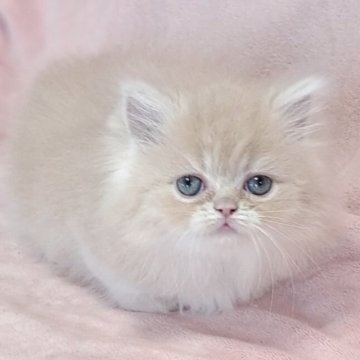 ミヌエット【茨城県・女の子・2025年8月29日・クリームタビー（ロング）】の写真「愛くるしい💓」