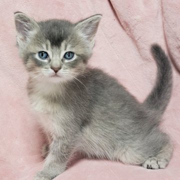マンチカン(長足)【茨城県・男の子・2025年4月29日・ブルータビー】の写真「元気ちゃん💓」