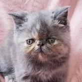 エキゾチックショートヘア