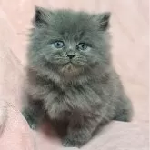 ミヌエット(長足)