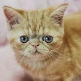 エキゾチックショートヘア