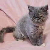 エキゾチックショートヘア
