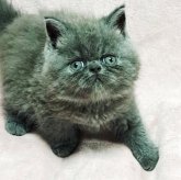 エキゾチックショートヘア