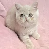 エキゾチックショートヘア