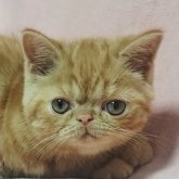 エキゾチックショートヘア