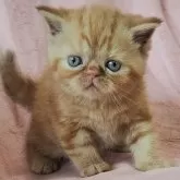 エキゾチックショートヘア