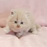 ミヌエット(長足)