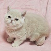 エキゾチックショートヘア