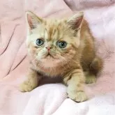 エキゾチックショートヘア