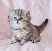 ミヌエット(長足)【茨城県・女の子・2025年3月20日・ブラウンパッチドタビー】の写真2