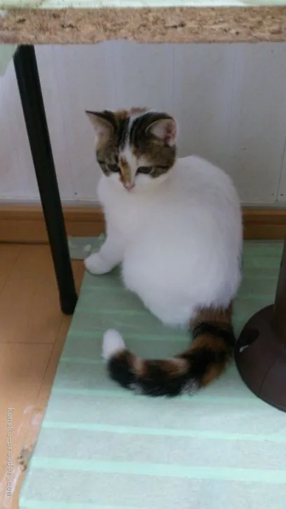 ID：1608-00736の子猫