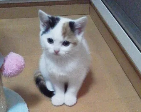 ID：1505-00266の子猫