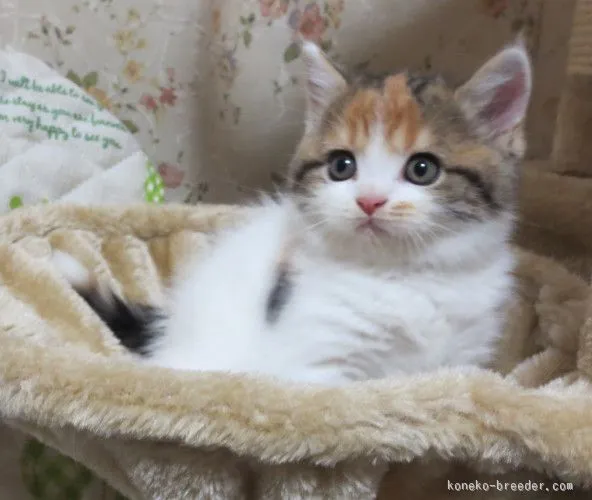 ID：1510-00064の子猫