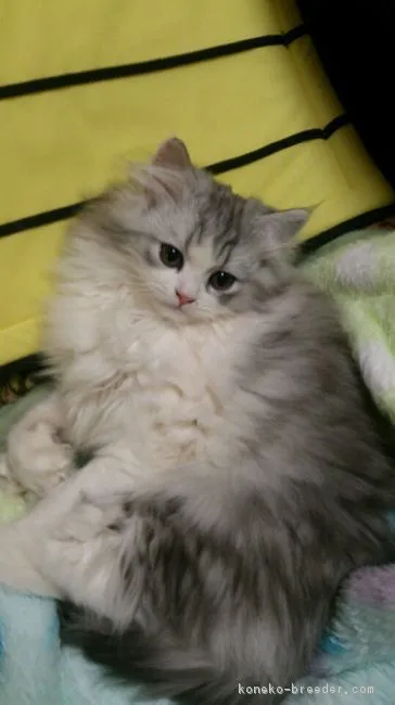 ID：1701-00336の子猫