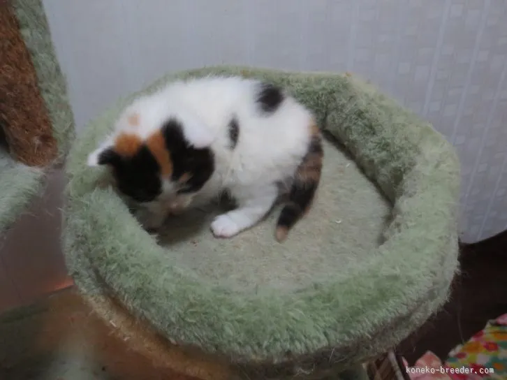 レイパパ 様のお迎えした子猫