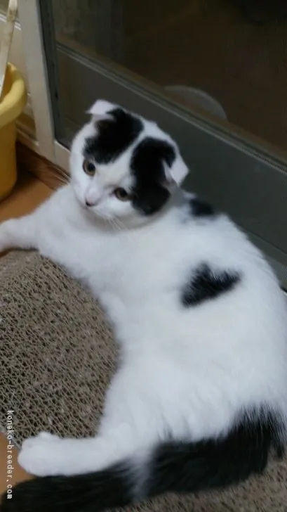 ID：1608-00737の子猫