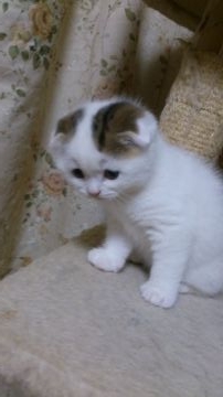 スコティッシュフォールド(折れ耳)【宮城県・男の子・2017年2月22日・バンブラウンダビーホワイト折れ耳（ショート）】の写真「可愛いイケメンが生まれました」