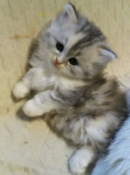 スコティッシュフォールド x ペルシャ【宮城県・女の子・2019年3月8日・グレー&ホワイト（ロング）】の写真「とても人なっこく可愛らしい子です♪」