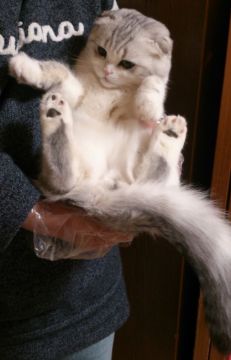 スコティッシュフォールド x ペルシャ【宮城県・男の子・2016年9月18日・シルバー・ダビー・ホワイト（ショート）】の写真「色柄がとっても可愛い、折れ耳のハーフ猫です」